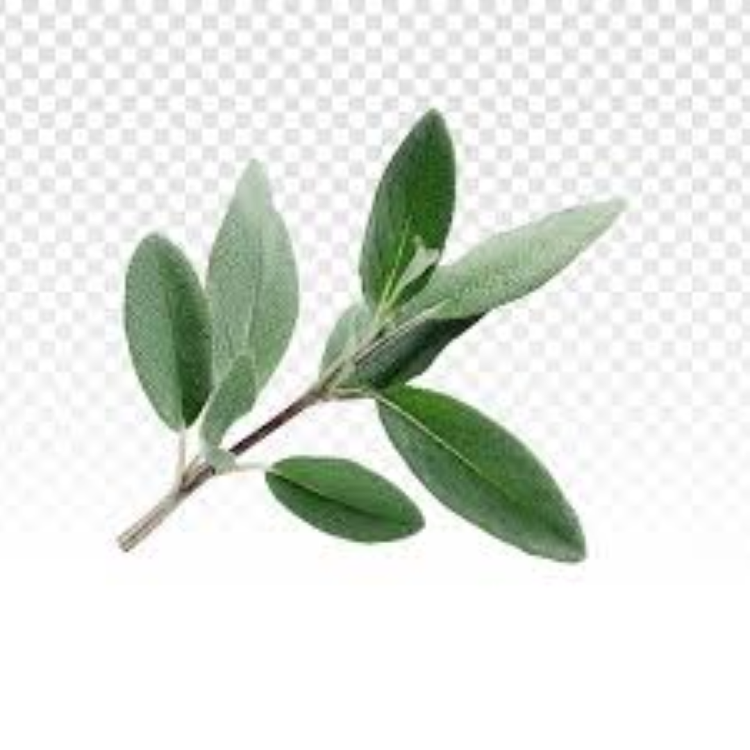 FRESH SAGETI